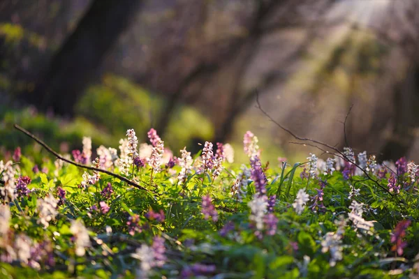 Весенний Лес Цветущими Цветами Кавы Коридалиса — стоковое фото
