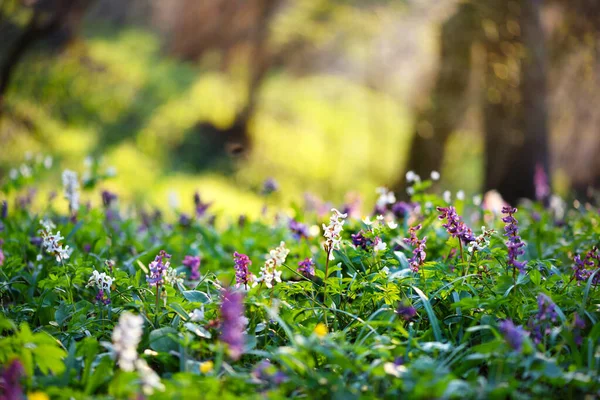 Wiosenny Las Kwitnącymi Kwiatami Corydalis Cava — Zdjęcie stockowe