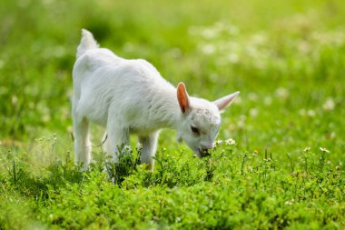 Güneşli bir günde yeşil çimlerin üzerinde papatya çiçekleriyle duran küçük beyaz keçi.