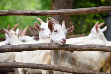 Keçi ailesi bahçedeki ahşap çayırda duruyor.