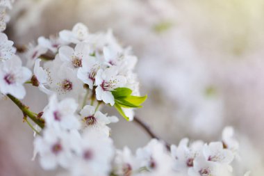 Erik Cerasifera 'nın beyaz çiçekleri. Doğal arkaplan 