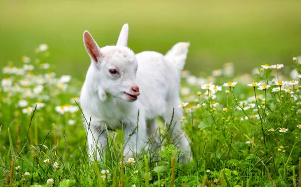 White Little Goat Standing Green Grass Daisy Flowers Sunny Day — Stock Photo, Image