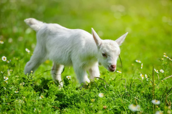 White Little Goat Standing Green Grass Daisy Flowers Sunny Day — Stock Photo, Image