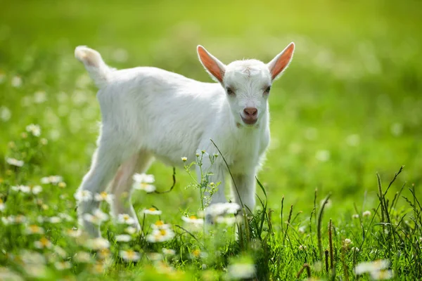Petite Chèvre Blanche Debout Sur Herbe Verte Avec Des Fleurs — Photo