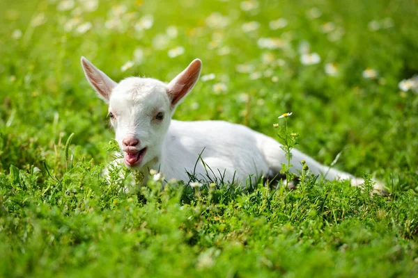 Petite Chèvre Blanche Reposant Sur Herbe Verte Avec Des Fleurs — Photo