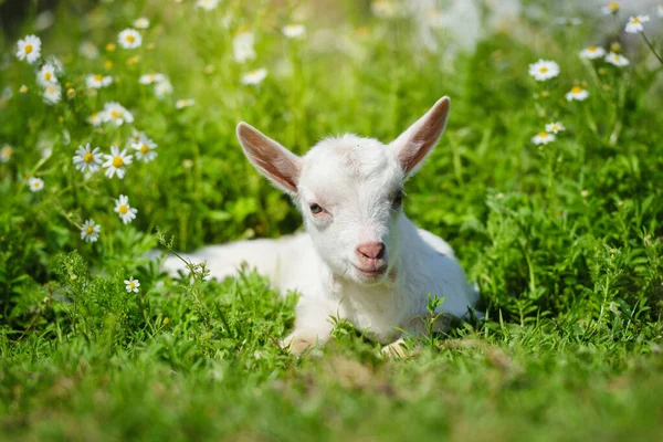 White Little Goat Resting Green Grass Daisy Flowers Sunny Day — Stock Photo, Image