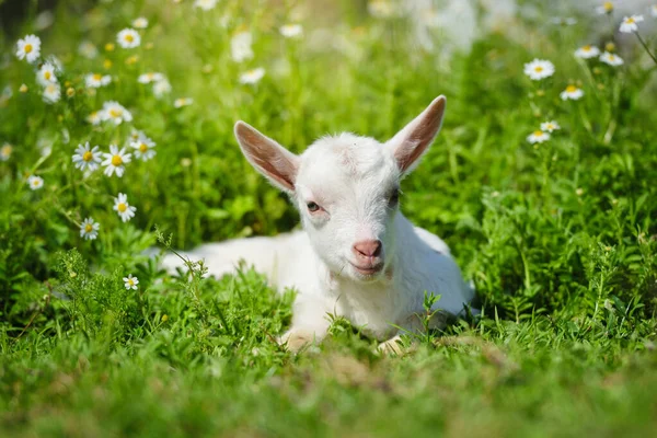 Weiße Ziege Ruht Auf Grünem Gras Mit Gänseblümchenblümchen Einem Sonnigen — Stockfoto