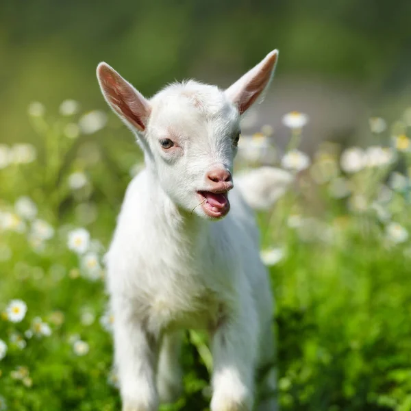 Petite Chèvre Blanche Debout Sur Herbe Verte Avec Des Fleurs — Photo