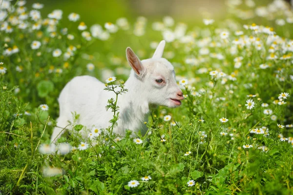 Белая Коза Отдыхает Зеленой Траве Цветами Ромашки Солнечный День — стоковое фото
