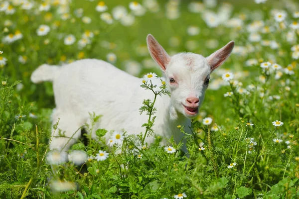 Weiße Ziege Steht Auf Grünem Gras Mit Gänseblümchenblümchen Einem Sonnigen — Stockfoto