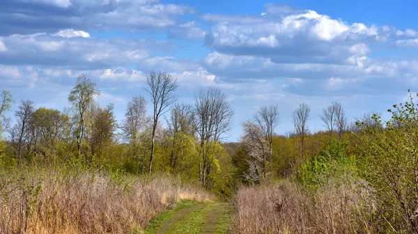 Wiosenny Krajobraz Leśną Drogą Błękitnym Zachmurzonym Niebem — Zdjęcie stockowe