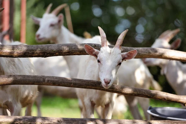 Goat Οικογένεια Στέκεται Ξύλινο Μάντρα Στην Αυλή — Φωτογραφία Αρχείου