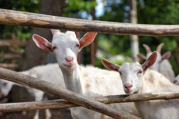 Young White Goats Standing Wooden Paddock Looking Camera — Stock Photo, Image