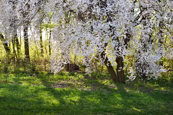 Kvetoucí Strom Prunus Cerasifera Slunci Jarní Krajina — Stock fotografie