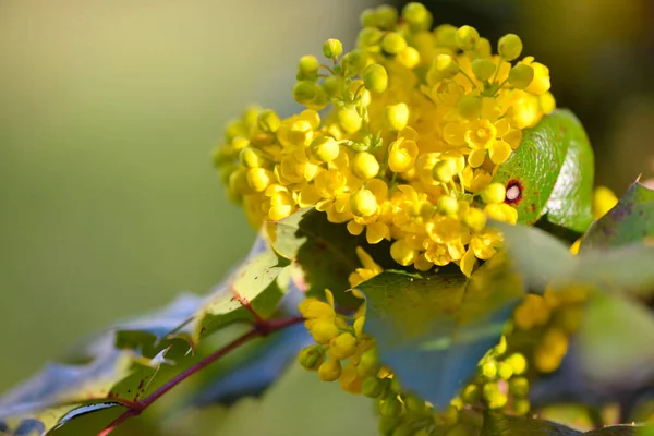 Vackra Gula Ilex Blommor Ilex Aquifolium Våren Mot Bokeh Bakgrund — Stockfoto