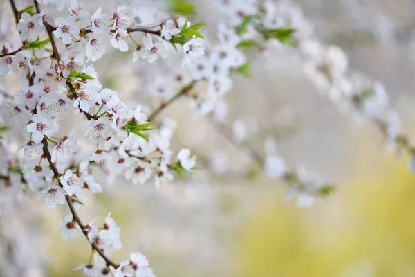 Prunus Cerasifera Fehér Virágai Természetes Háttér — Stock Fotó