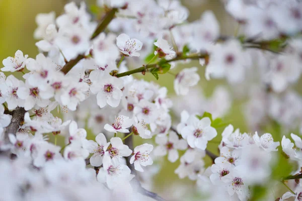 Белые Цветы Prunus Cerasifera Естественный Фон — стоковое фото