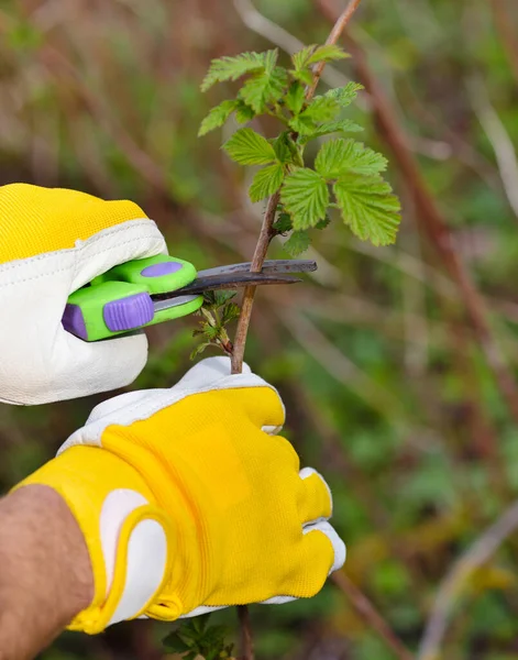 Frühjahrsschnitt Des Busches Gärtnerhände Handschuhen Mit Gartenschere — Stockfoto