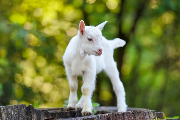 Niedliche Weiße Ziege Steht Auf Dem Baumstumpf — Stockfoto