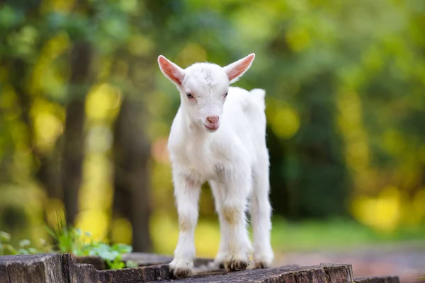 Cute White Little Goat Standing Stump — Stock Photo, Image