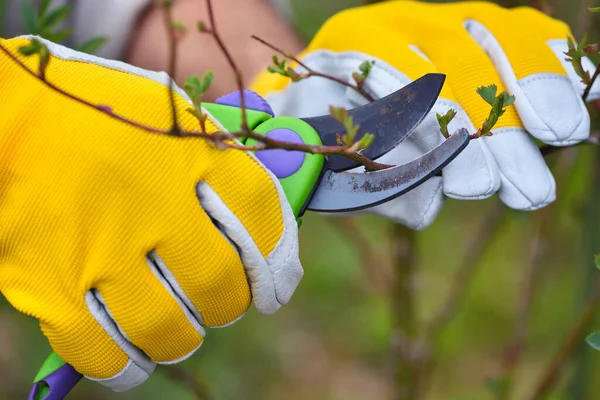 Rosas Poda Primavera Jardín Manos Jardinero Con Tijera — Foto de Stock