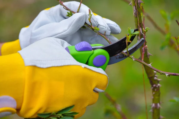 庭の春の剪定バラ 庭師の手とセクター — ストック写真