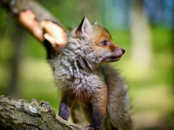 Raposa Vermelha Vulpes Vulpes Pequeno Filhote Bonito Floresta Primavera — Fotografia de Stock