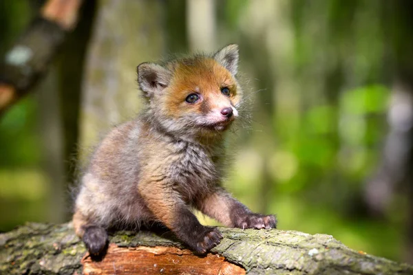 Raposa Vermelha Vulpes Vulpes Pequeno Filhote Bonito Floresta Primavera — Fotografia de Stock