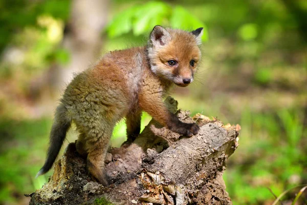 Raposa Vermelha Vulpes Vulpes Pequeno Filhote Bonito Floresta Primavera — Fotografia de Stock