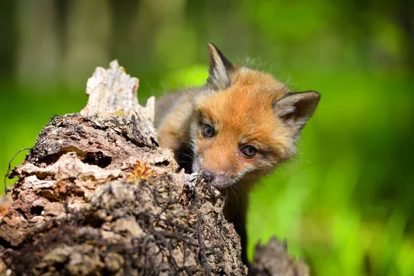 Raposa Vermelha Vulpes Vulpes Pequeno Filhote Bonito Floresta Primavera — Fotografia de Stock