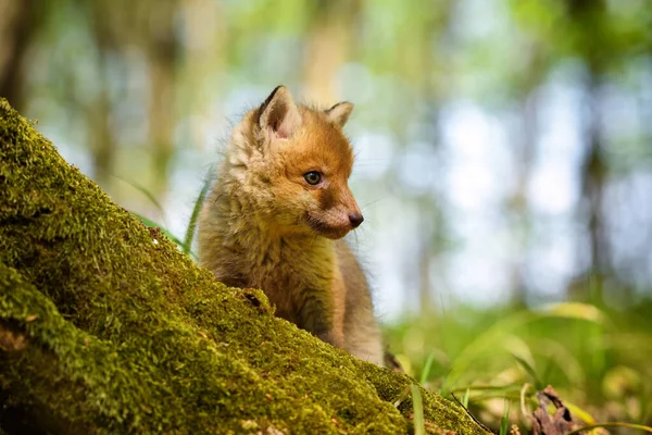 Красный Лис Vulpes Vulpes Маленький Симпатичный Детеныш Весеннем Лесу — стоковое фото