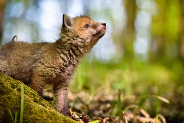 Czerwony Lis Vulpes Vulpes Małe Słodkie Młode Wiosennym Lesie — Zdjęcie stockowe