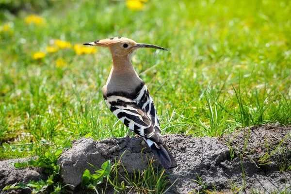 Hoopoe Upupa Epops Euraziatische Hoopoe Het Groene Gras — Stockfoto