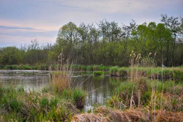 Primavera Noite Paisagem Com Lago Juncos Floresta — Fotografia de Stock