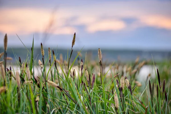 Bloeiende Zegge Carex Tegen Een Avondhemel — Stockfoto