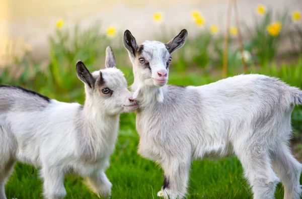 Two White Baby Goats Standing Green Lawn — Stock Photo, Image