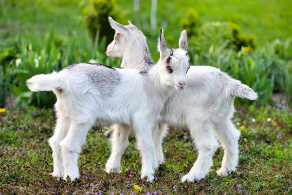 Twee Witte Baby Geiten Staan Groen Gazon — Stockfoto