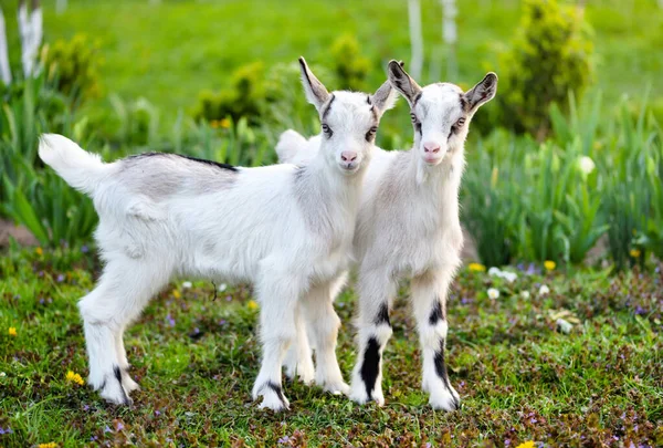 Deux Bébés Chèvres Blanches Debout Sur Pelouse Verte — Photo