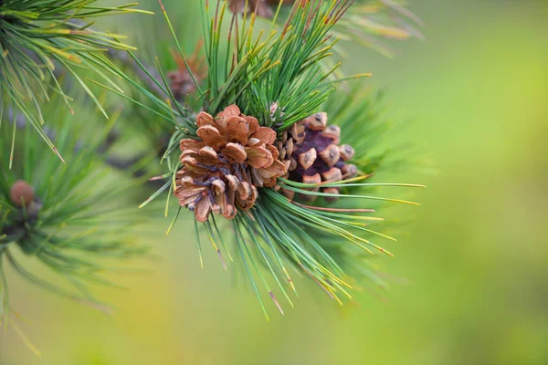 Dennenboom Met Kegels Een Natuurlijke Achtergrond — Stockfoto