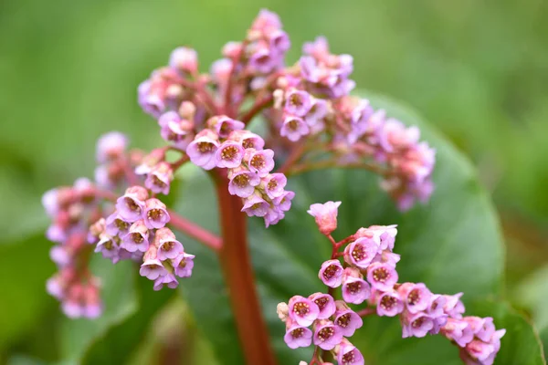 Ροζ Λουλούδια Της Bergenia Crassifolia Στον Κήπο Της Άνοιξης — Φωτογραφία Αρχείου