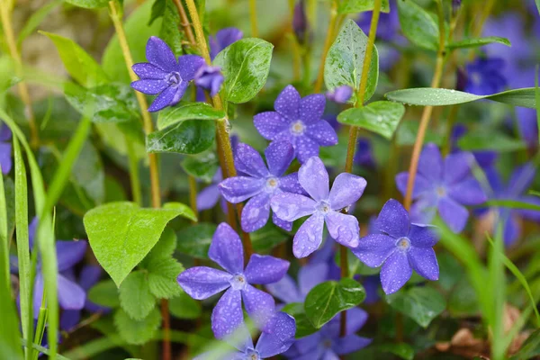 Mor Mavi Menekşe Çiçekleri Vinca Yağmurdan Sonra Damlalar — Stok fotoğraf