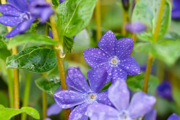 Μωβ Μπλε Λουλούδια Της Περίκλασης Vinca Σταγόνες Μετά Βροχή — Φωτογραφία Αρχείου