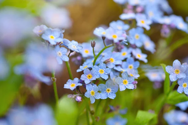 緑の草の背景がぼやけている美しい忘れられない青の野花 Myosotis — ストック写真