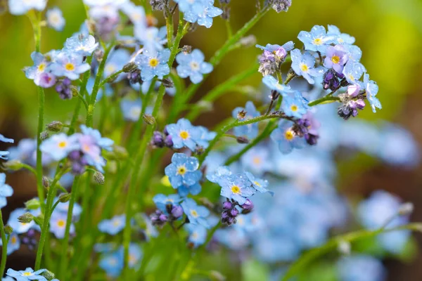 緑の草の背景がぼやけている美しい忘れられない青の野花 Myosotis — ストック写真