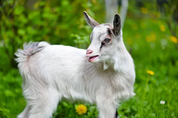 White Baby Goat Standing Green Lawn — Stock Photo, Image