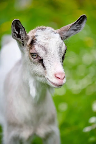 Retrato Una Cabra Bebé Blanca Césped Verde —  Fotos de Stock