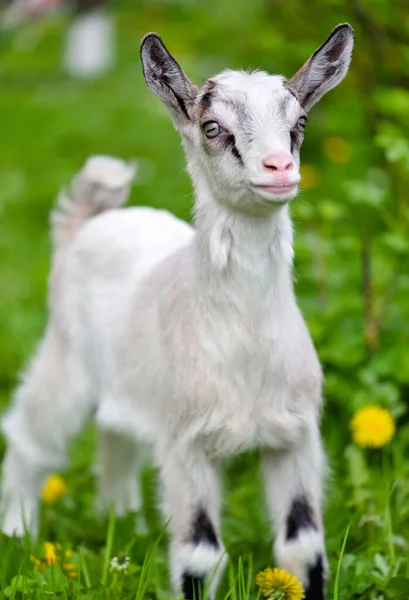 緑の芝生の上に立つ白い子ヤギ — ストック写真