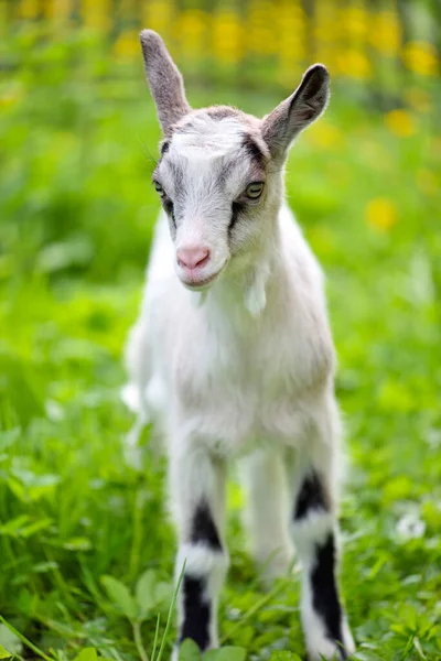 Porträt Eines Weißen Ziegenbabys Auf Grünem Rasen — Stockfoto