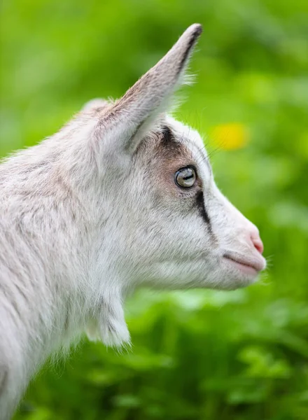 Portret Van Een Witte Baby Geit Groen Gazon — Stockfoto