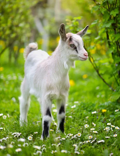 Chèvre Bébé Blanche Debout Sur Pelouse Verte — Photo